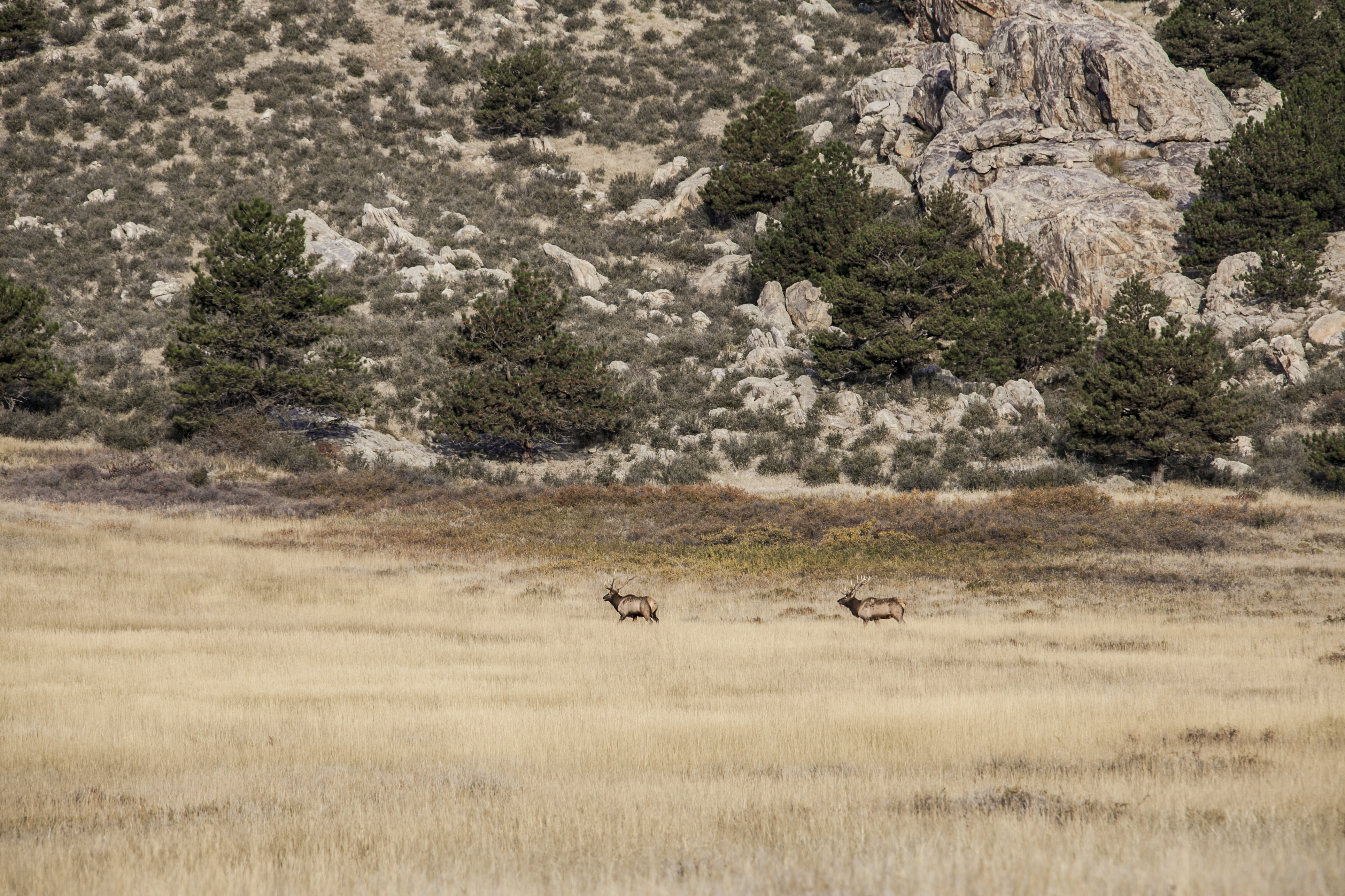 Wyoming Elk Hunts