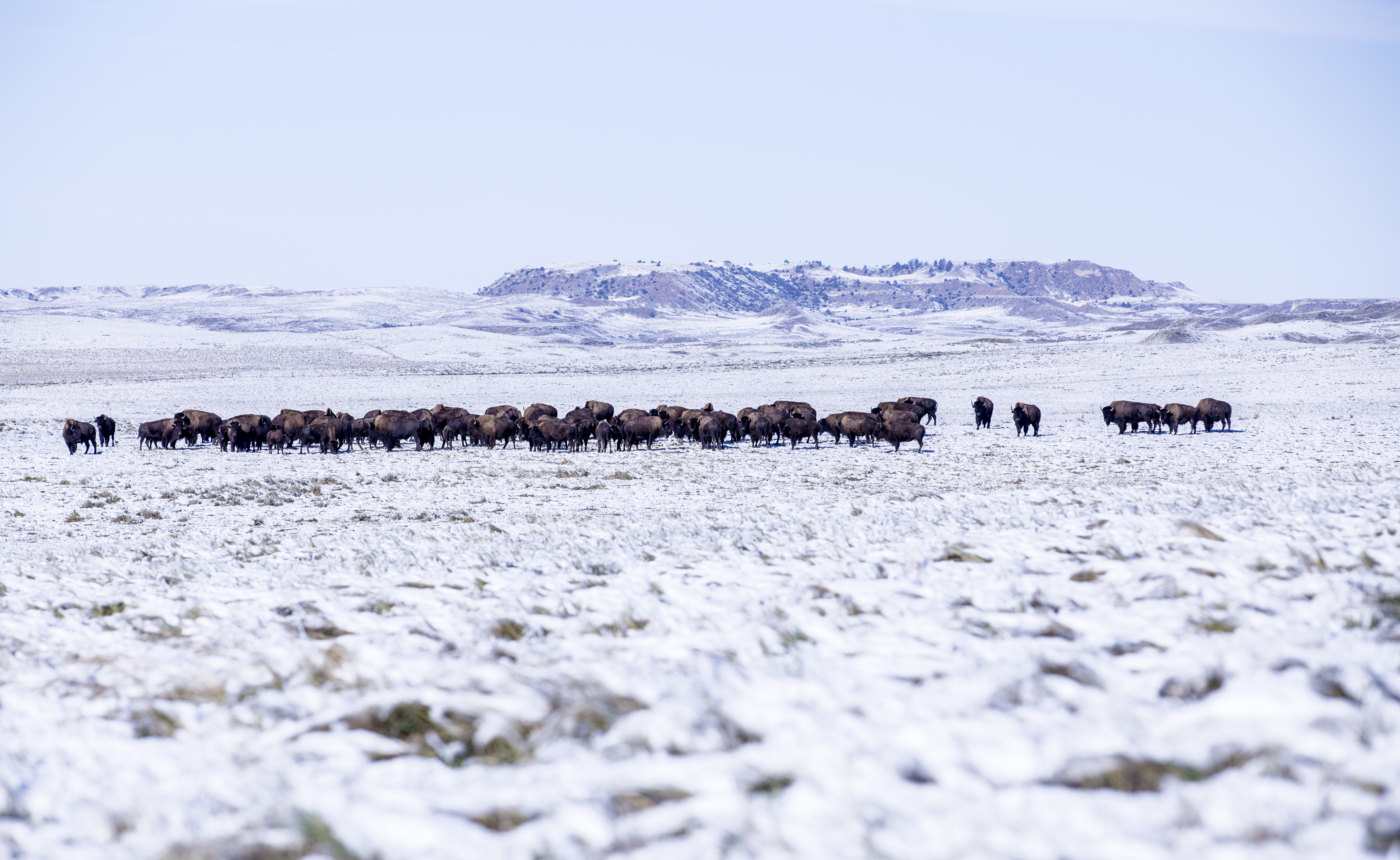 Wyoming Buffalo Hunts