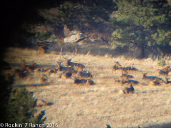Guided Wyoming Elk Hunting