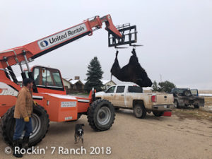 Wyoming Buffalo Hunts